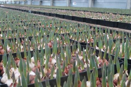 Луковичные