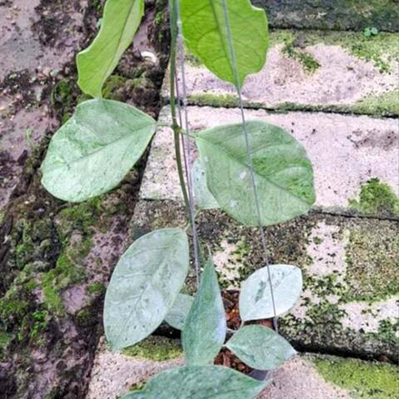 Хойя CORIACEA SILVER