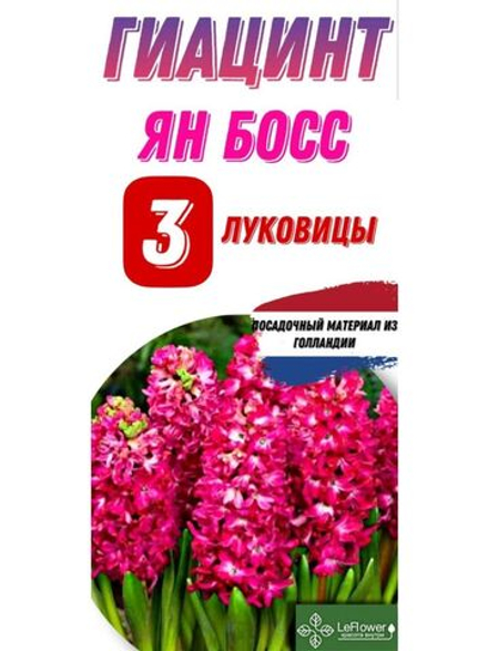Гиацинт Луковицы, Ян Бос, 3шт