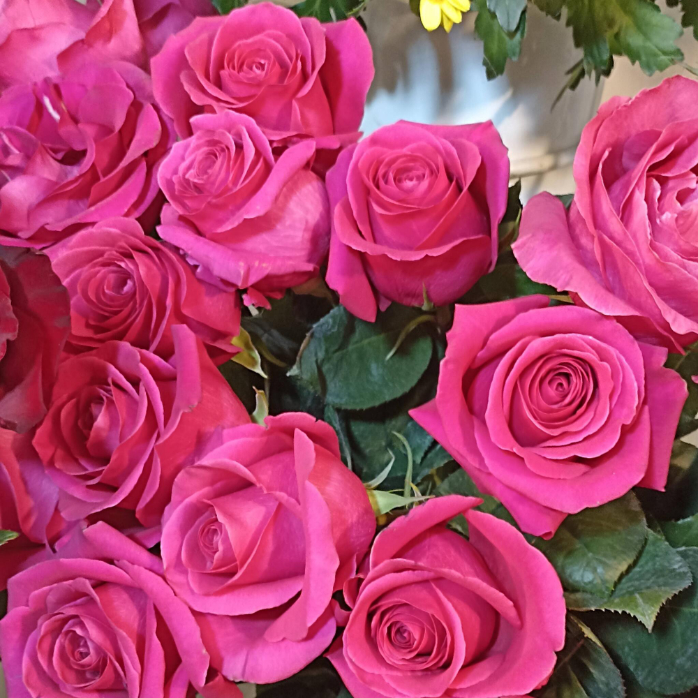 Роза сорта Пинк Флойд - имеет нежный аромат розы, Бокал цветка склонен к раскрытию.