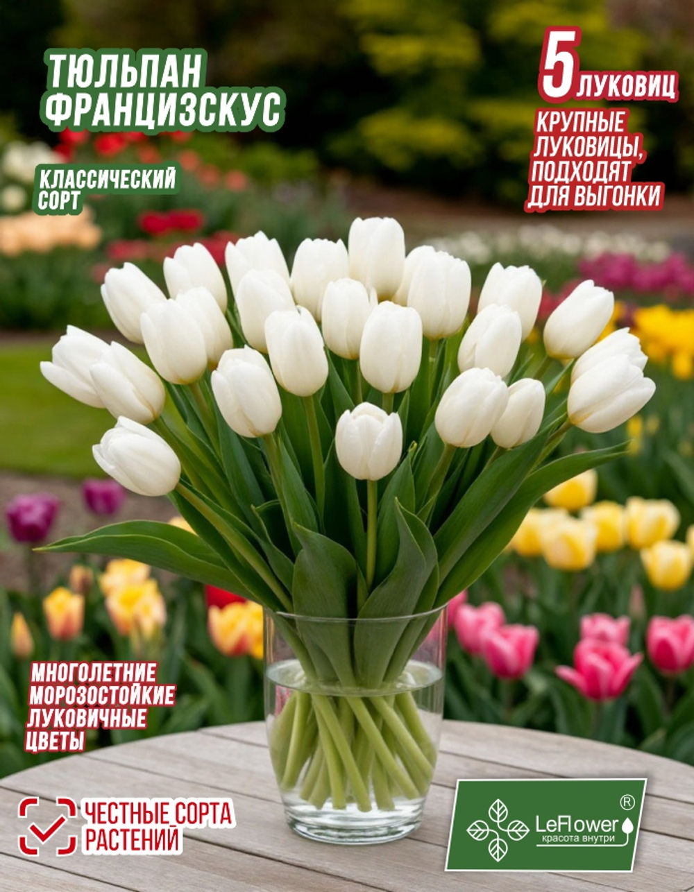 Тюльпан Луковица, Францискус, 5 шт крупные