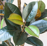 Фикус эластика Бордо 125 см.