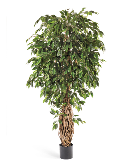 Фикус лиана де люкс 300 см 1/1 10.31510N