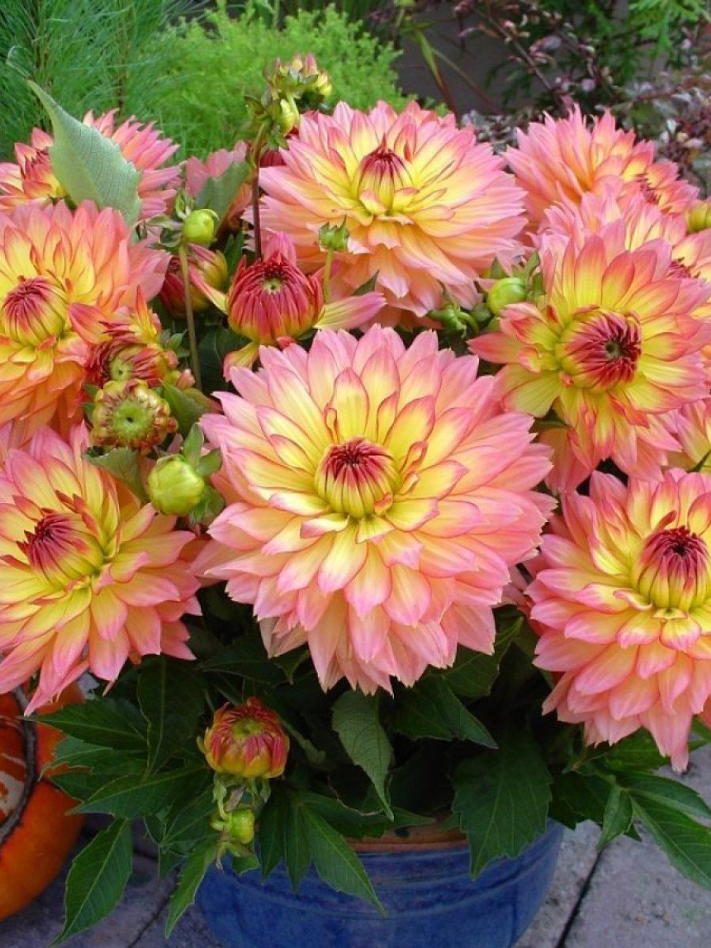 Георгин Гэллери Пабло (1 шт) Волжский Сад