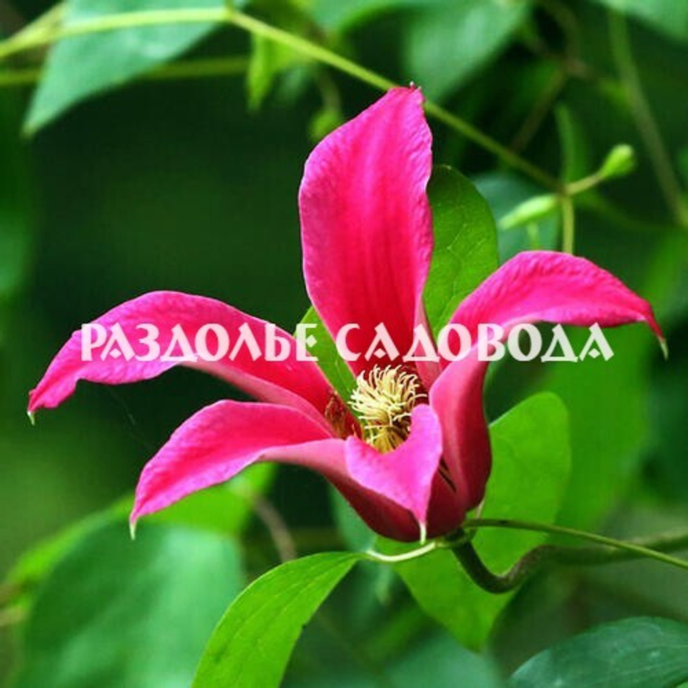 Клематис Принцесса Диана