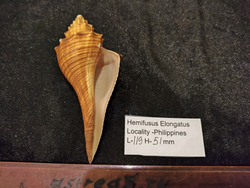 Хемифусус Элонгатуc