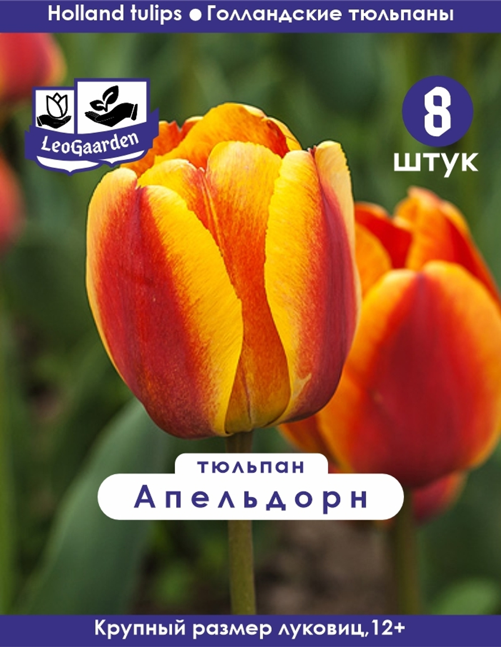 Тюльпан Луковица, Апельдорн 8 шт, разбор 12+