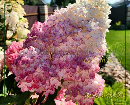 Гортензия метельчатая Ванилла Фрайз- Ванильная Клубника (Hydrangea paniculata `Vanille Fraise`)