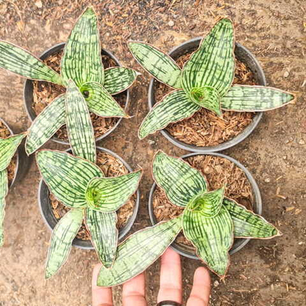 Сансевиерия CLEOPATRA