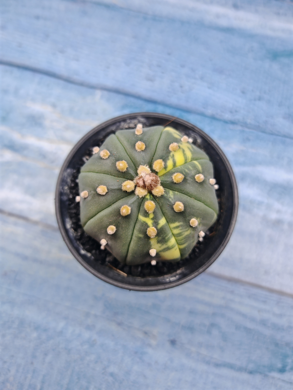 Astrophytum Asterias variagate (Астрофитум)