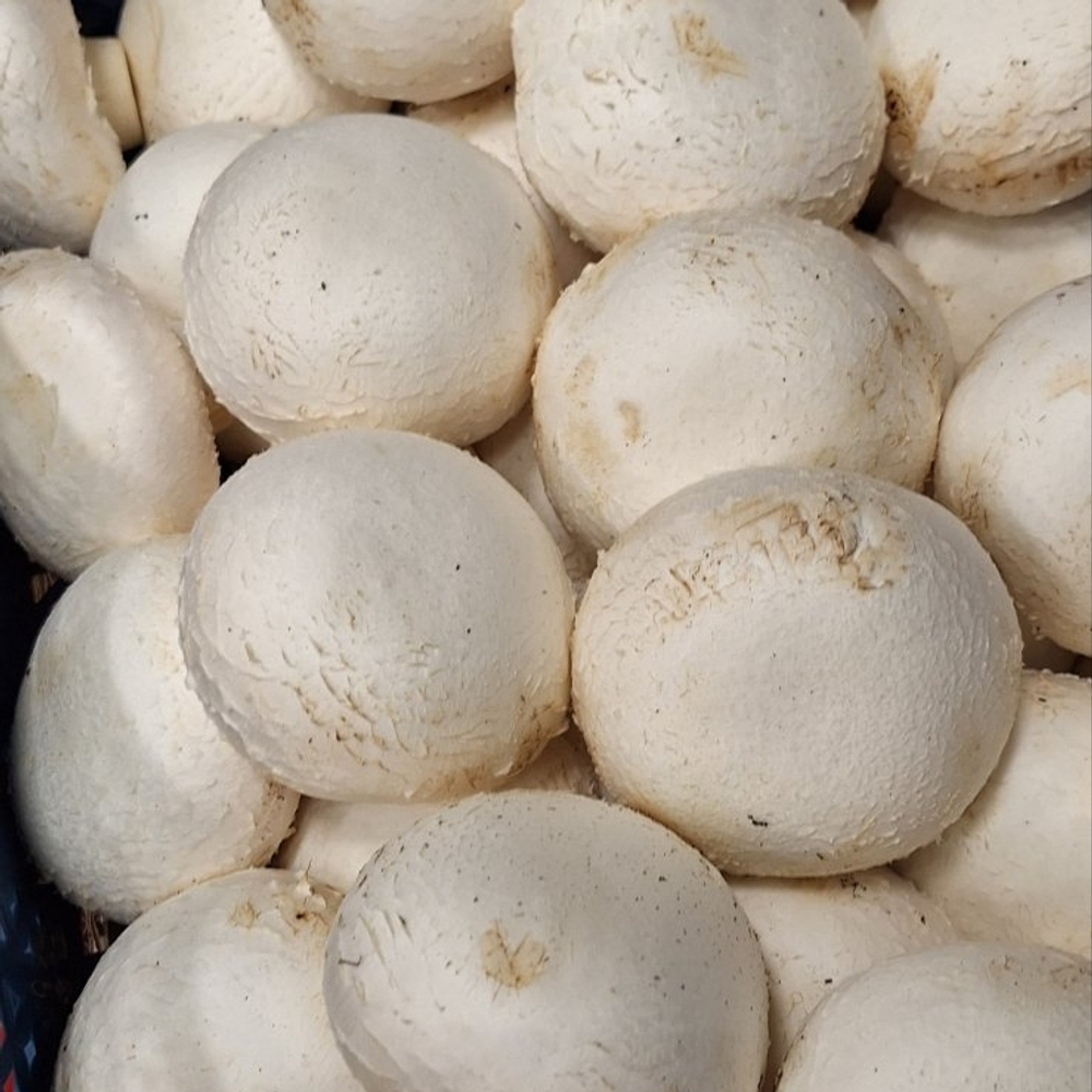 Шампиньоны