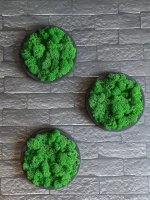 Панно из мха набор 3 шт.