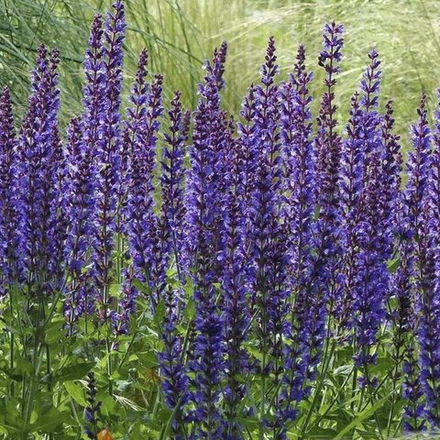 Шалфей дубравный Майнахт С2