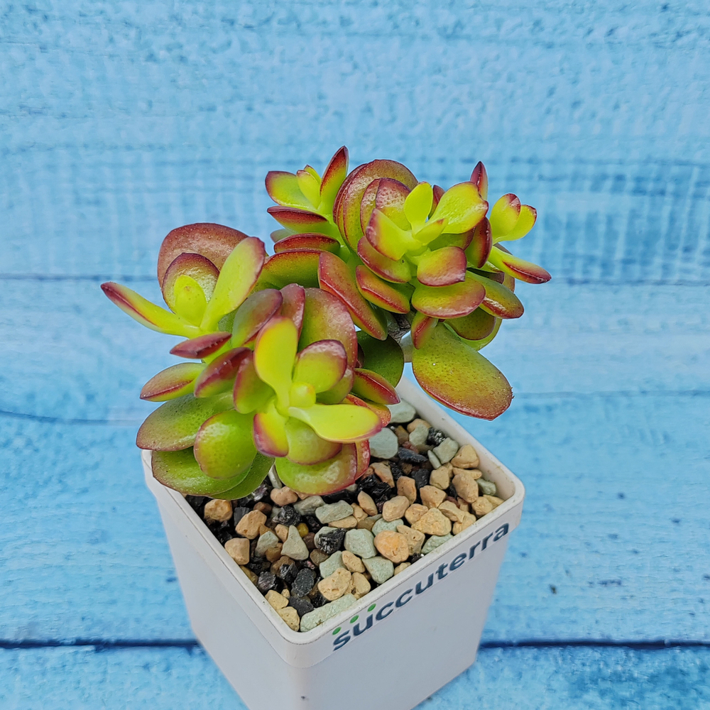 Crassula Minor Crosby's compact (Крассула)