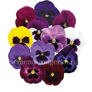 Виола Виттрока Пауэр Микс 100 семян