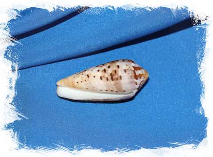 Конус циркумцисус (Conus circumcisus) 7,3см. 1шт.