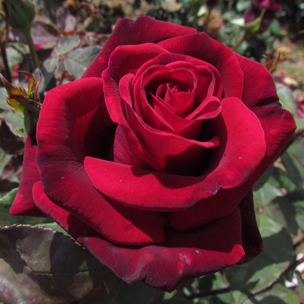 Вельвет Фрагранс (Velvet Fragrance)