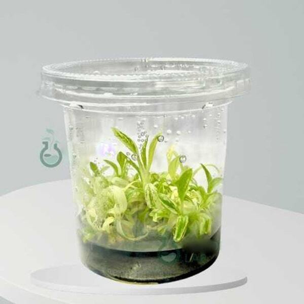 Хомаломена Rubescens Mint Var. клон