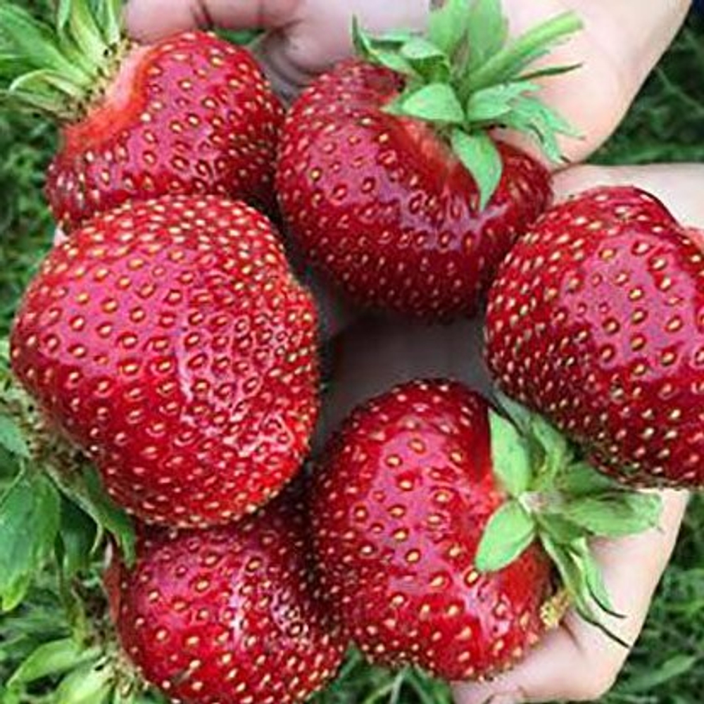 Земляника садовая (клубника) МАЛЬВИНА