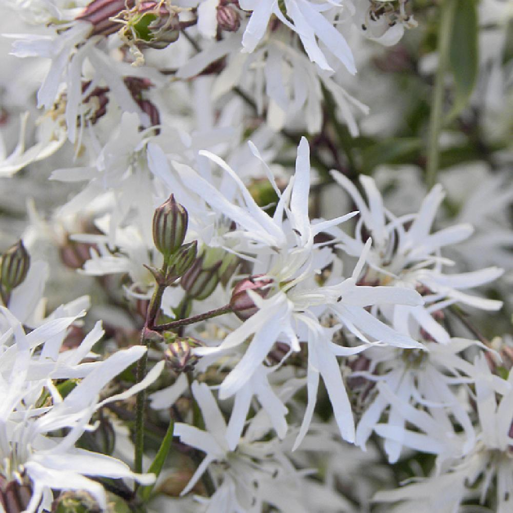 Лихнис "White Robin". Lychnis flos cuculi "White Robin".