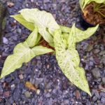 Сингониум ANGUSTATUM DAZZLING RAIN