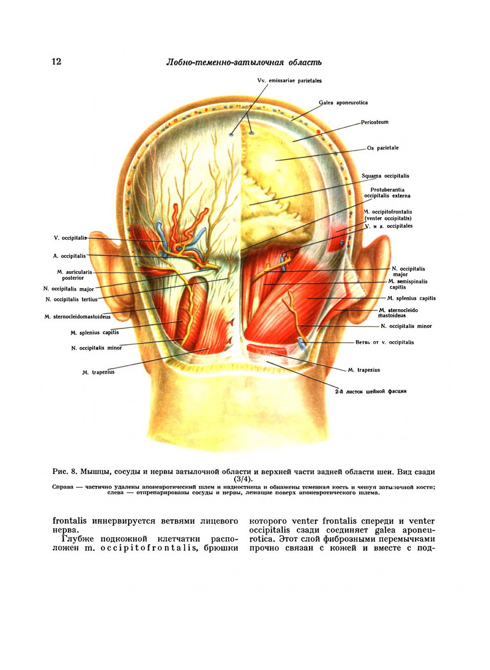 Атлас топографической анатомии человека. Том 1. Голова и шея | Ю.Л. Золотко