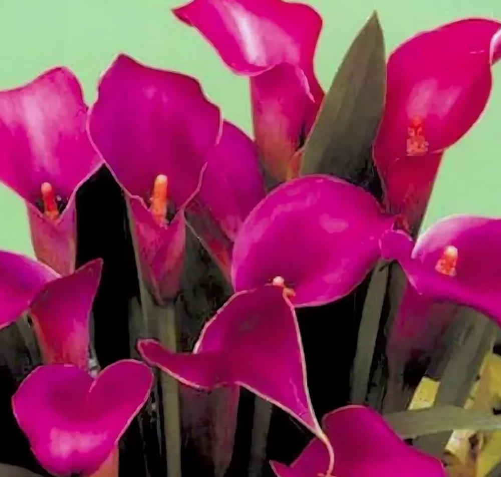 Калла Пепл Сенсейшен 1 клубень, март 2026