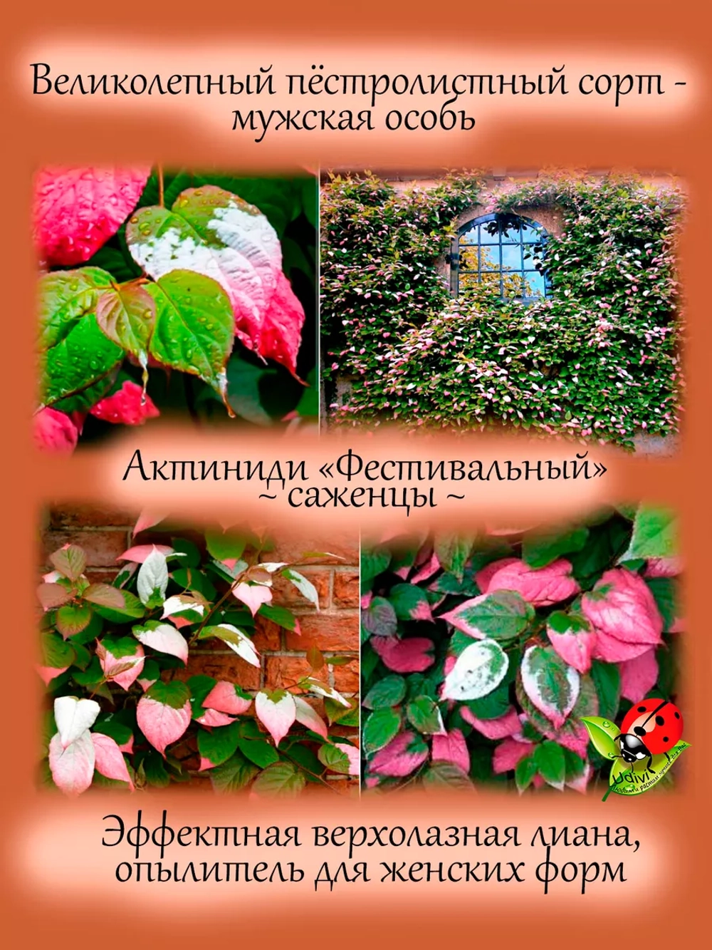 Актинидия коломикта Фестивальный мужской сорт