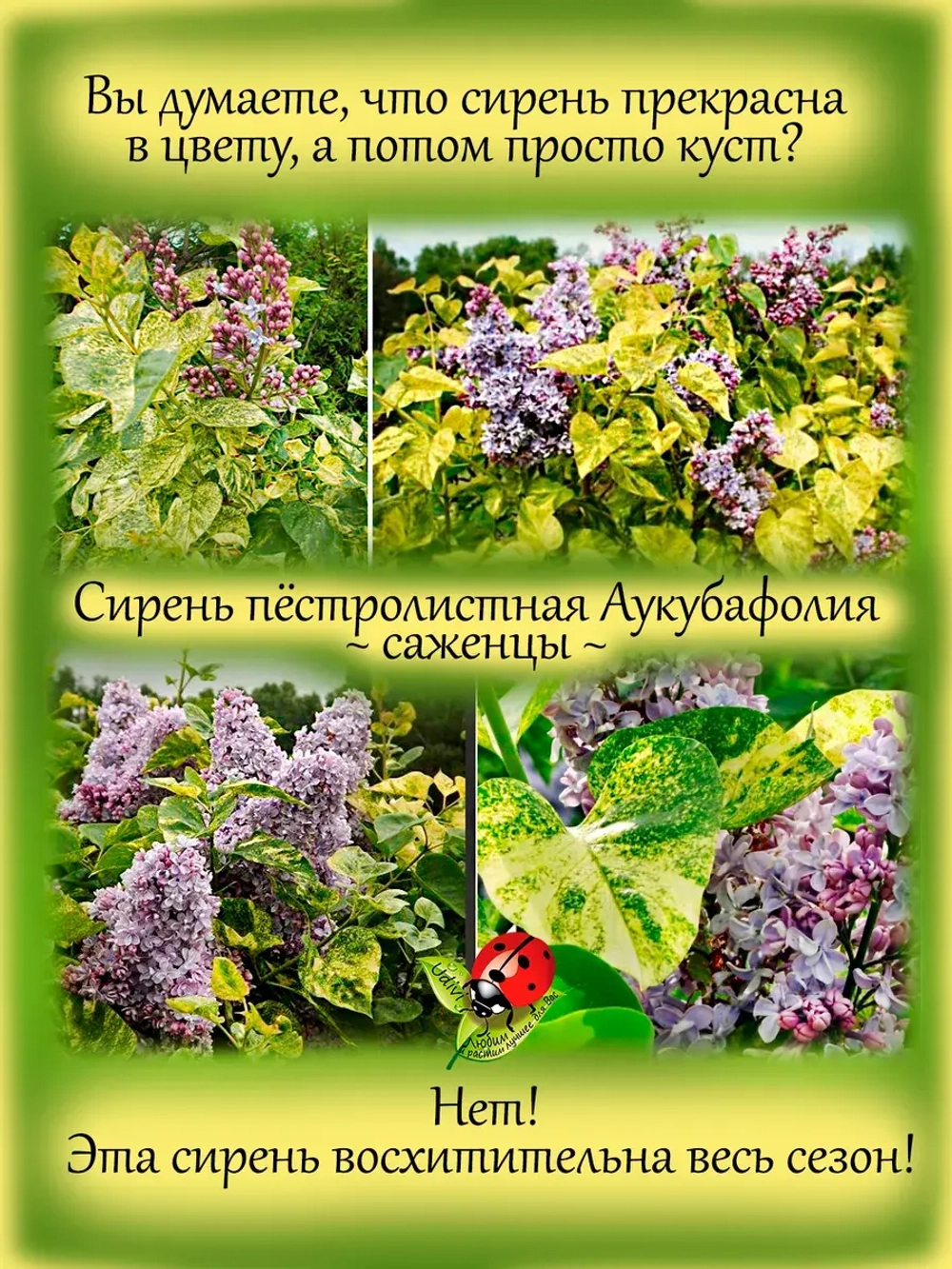 Сирень Аукубафолия пестролистная вариегатная золотистая