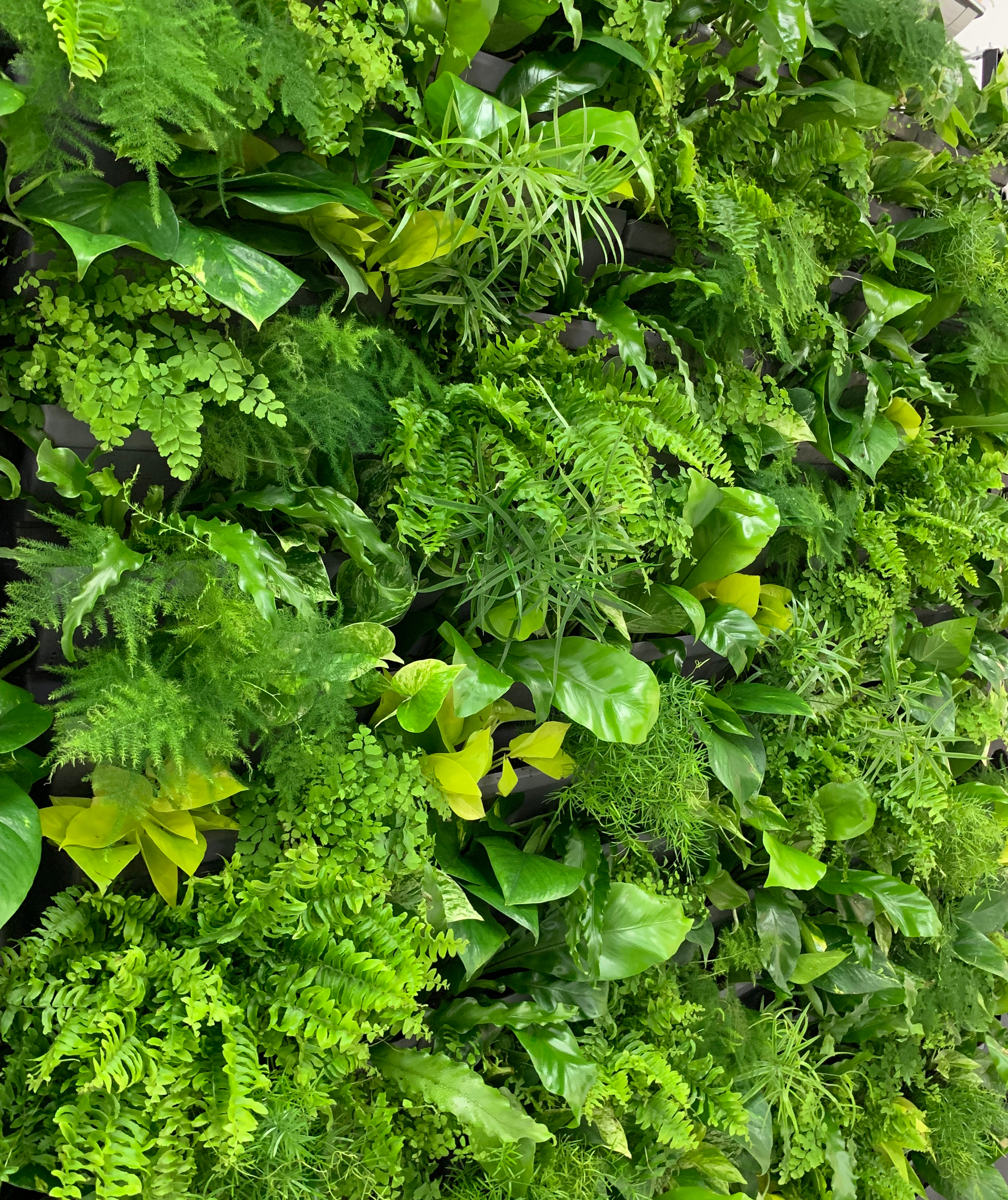 Озеленение интерьера