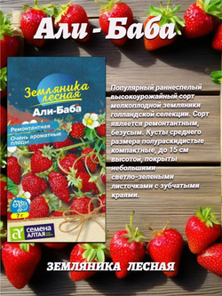 Лесная земляника для посадки: Али-Баба, Крем-Брюле и Барон Солемахер