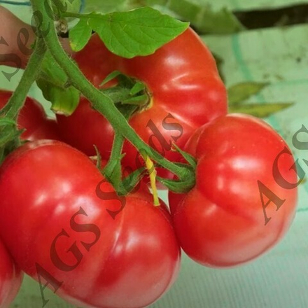 Пинк Хит (Эрай) F1 томат Yuksel Seeds  профессиональные семена