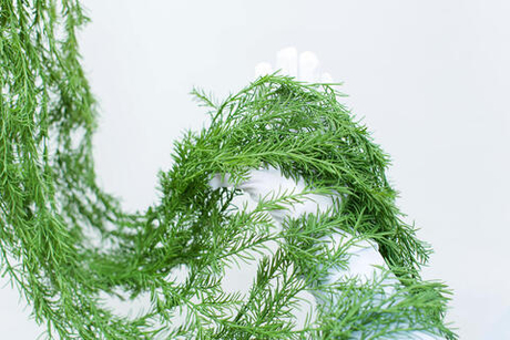 Аспарагус 175см