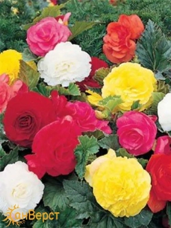 Семена бегонии клубневой Фортун F1 Смесь окрасок