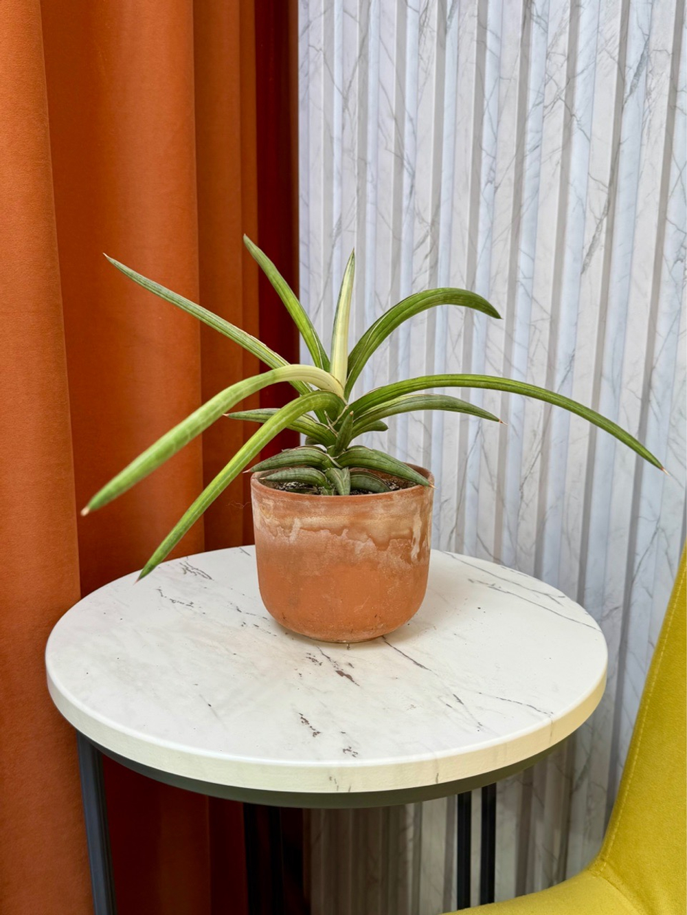 Сансевиерия Сильвер Клон, D12см Н40см, 1шт, Urban Jungle (2962)