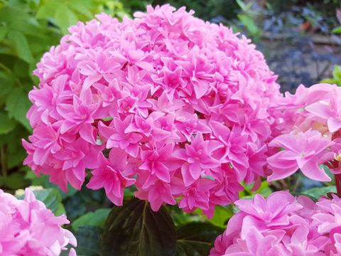 Гортензия крупнолистовая Ю ЭНД МИ ПЕРФЕКШН (Hydrangea macrophylla 