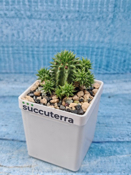 Euphorbia Suzannae (Эуфорбия)