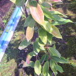 Хойя BENGUETENSIS