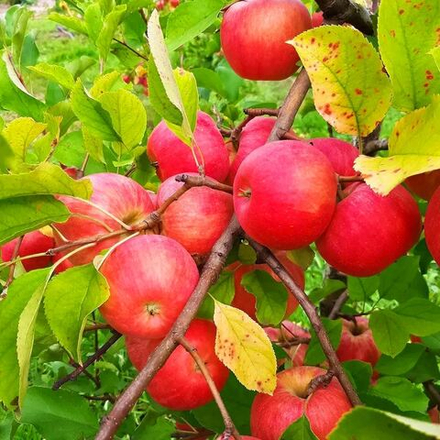 Яблоня Сувенир Алтая осеннее