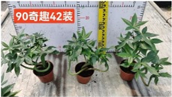 Пахира отогнутая д.9