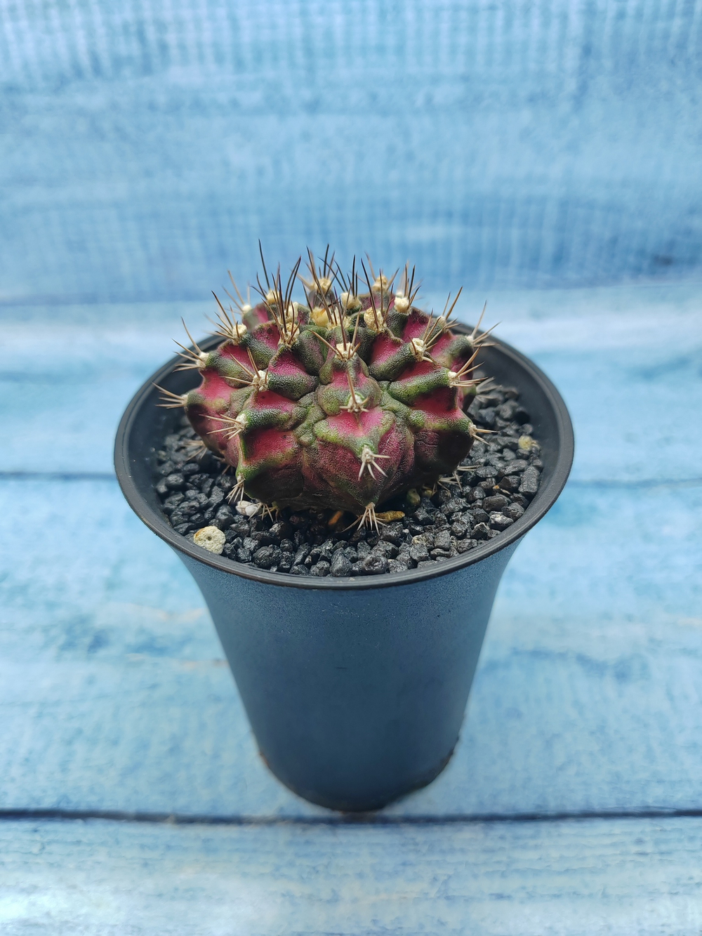 Gymnocalycium T-Rex Pink hybride (Гимнокалициум T-rex)