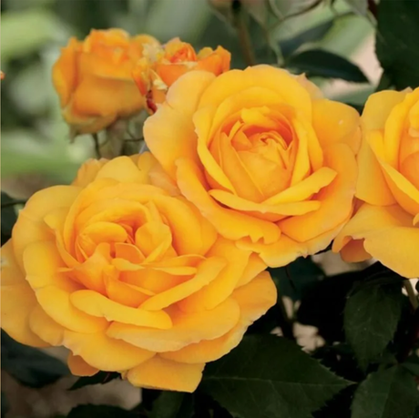 Гуд Эз Голд (Good As Gold)