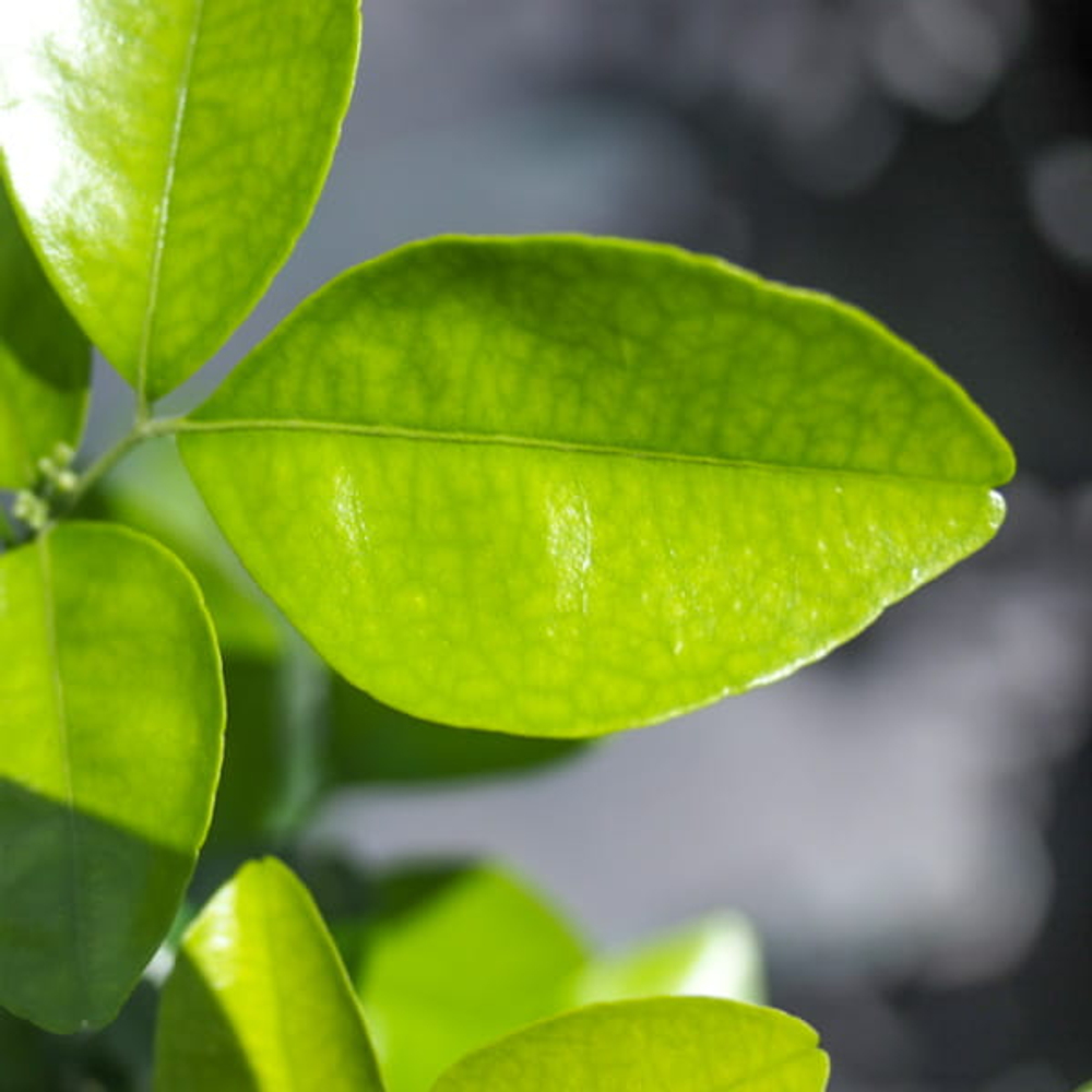 Муррайя метельчатая гималайская – Murraya Paniculata Himalai