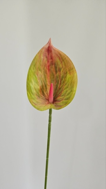 Антуриум одиночный / Арт 2035