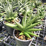 Сансевиерия YAYA