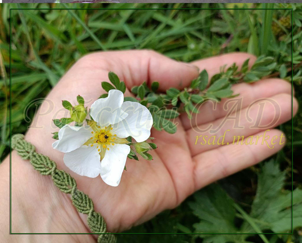 Лапчатка Элизабет