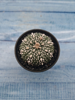 Astrophytum Asterias (Астрофитум)
