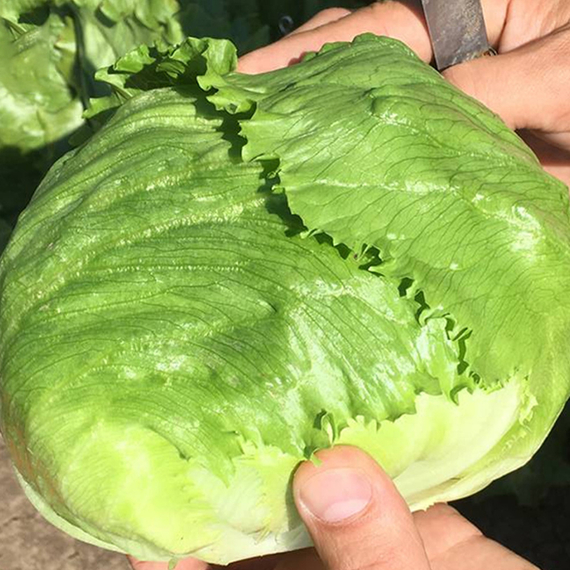 Элсол семена салата айсберг (Nunhems / ALEXAGRO) культура – фото 2