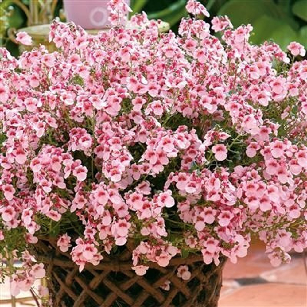 Диасция breeze appleblosom ЕВРО укорененный черенок ФЕВРАЛЬ 25