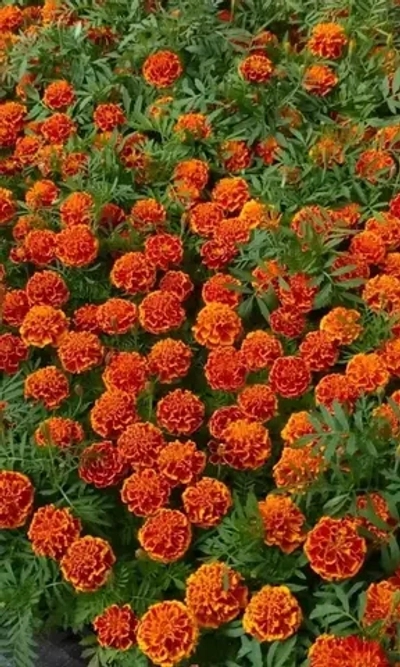 Семена Бархатцы отклоненные Брокада ред 0.2 гр (УД) Е/П